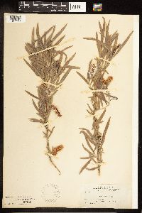 Salix exigua image