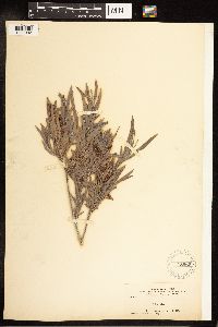 Salix exigua image