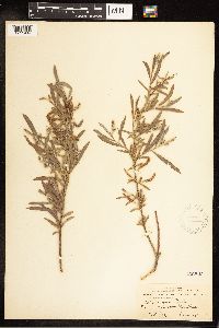 Salix exigua image