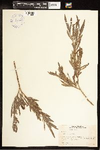 Salix exigua image