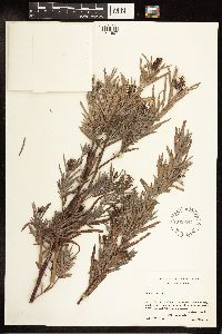 Salix exigua image
