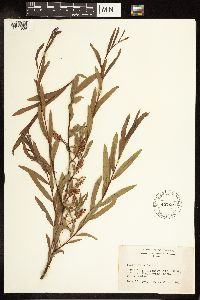 Salix exigua image