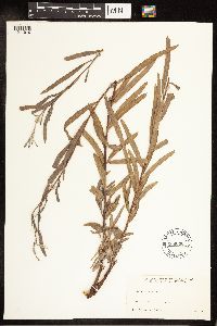Salix exigua image