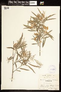 Salix exigua image