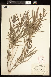 Salix exigua image