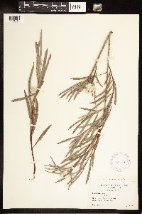 Salix exigua image