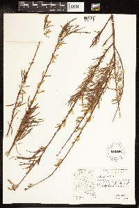 Salix exigua image