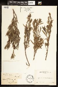Salix exigua image