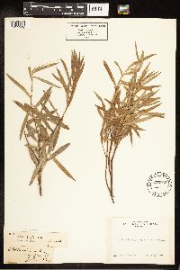 Salix exigua image