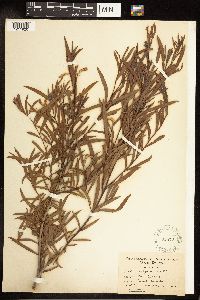 Salix exigua image