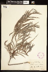 Salix exigua image
