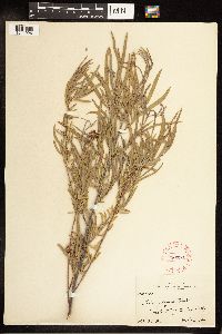 Salix exigua image
