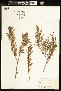 Salix exigua image