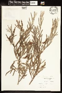 Salix exigua image