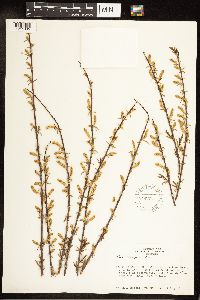 Salix exigua image