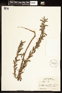 Salix exigua image