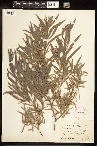 Salix exigua image