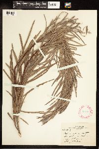 Salix exigua image
