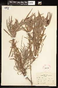 Salix exigua image