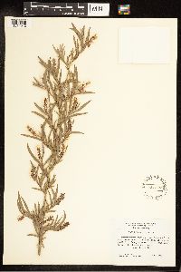 Salix exigua image