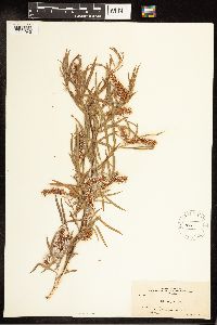 Salix exigua image