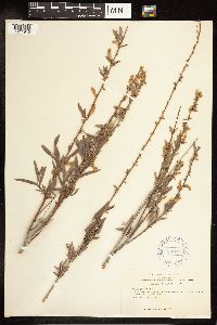 Salix exigua image