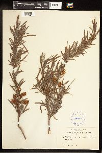 Salix exigua image