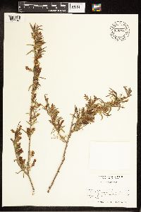 Salix exigua image