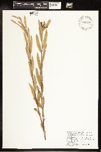 Salix exigua image