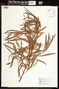 Salix exigua image