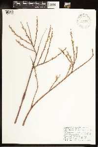 Salix exigua image