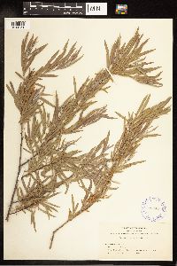 Salix exigua image
