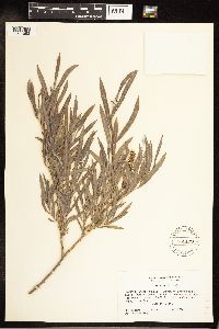 Salix exigua image