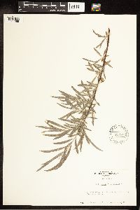 Salix exigua image