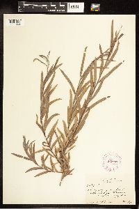 Salix exigua image