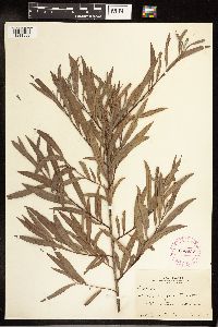 Salix exigua image