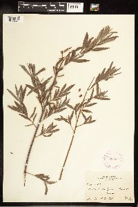 Salix exigua image
