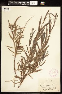 Salix exigua image