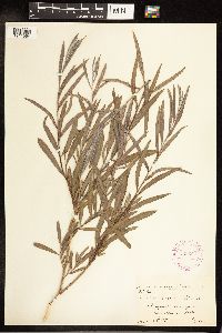 Salix exigua image