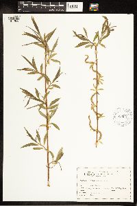 Salix exigua image