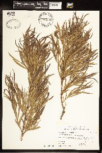 Salix exigua image
