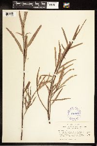 Salix exigua image