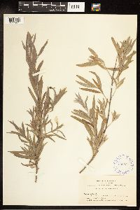 Salix exigua image