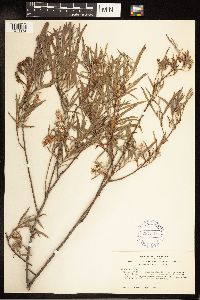 Salix exigua image