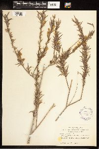 Salix exigua image