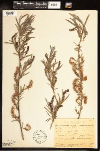Salix exigua image