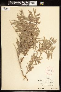 Salix exigua image