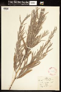 Salix exigua image