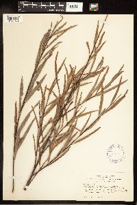Salix exigua image