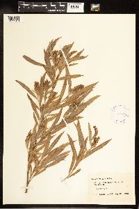 Salix exigua image